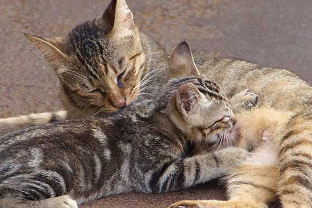 �����̓I�b�p�C���C�W����ƋC���������H�{���̂Ƃ��낪�m�肽��